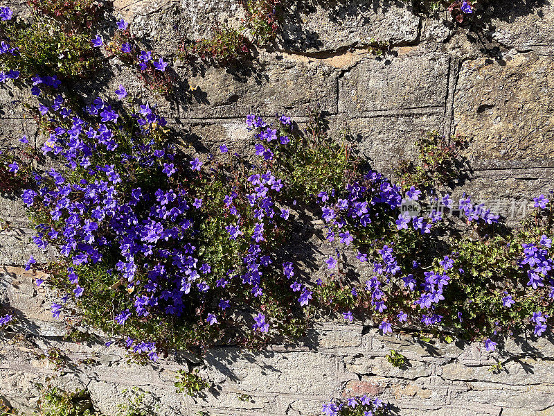 风铃花(Campanula portenschlagiana /墙风铃花)生长在干燥的石墙上，春日阳光明媚